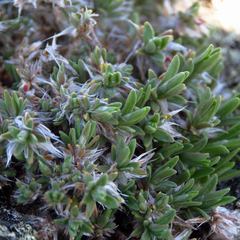 Paronychia argyrocoma