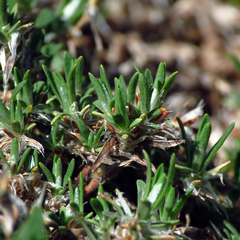 Paronychia argyrocoma