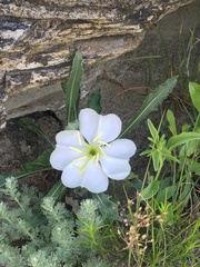 Oenothera cespitosa cespitosa
