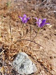 Brodiaea elegans elegans