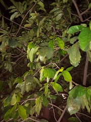 Annona muricata