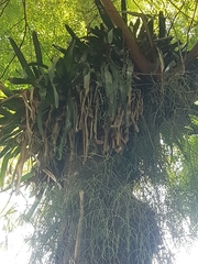 Bromeliaceae