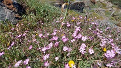 Silene sericea