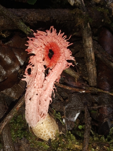 Laternea pusilla