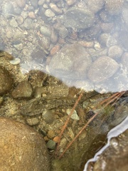 Gobiomorphus breviceps