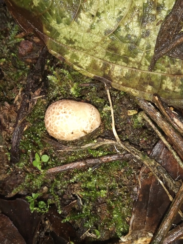 Laternea pusilla