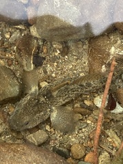 Gobiomorphus breviceps