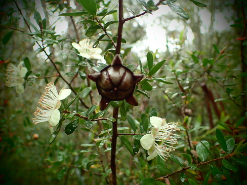 Image of Leptospermum macrocarpum by (c) ronavery, some rights reserved (CC BY)