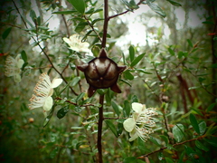 Leptospermum macrocarpum