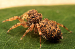Massagris natalensis