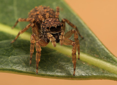 Massagris natalensis