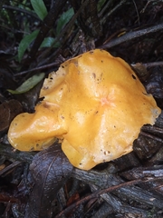 Hymenogloea papyracea