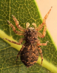 Massagris natalensis