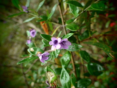 Prostanthera caerulea