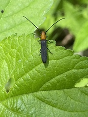 Oberea perspicillata