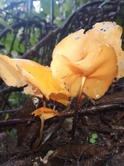 Hymenogloea papyracea