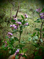 Prostanthera caerulea