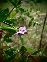 Prostanthera caerulea