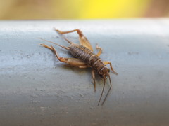 Duolandrevus dendrophilus