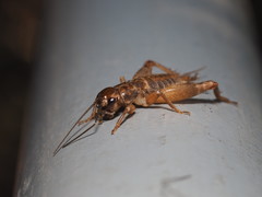 Duolandrevus dendrophilus