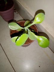 Kalanchoe