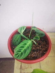 Maranta