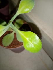 Kalanchoe