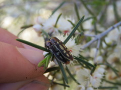 Castiarina crocicolor
