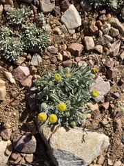 Erigeron aphanactis congestus