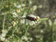 Castiarina crocicolor