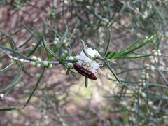 Castiarina crocicolor