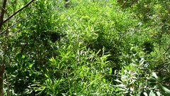 Acacia longifolia sophorae