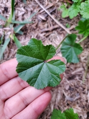 Malva parviflora