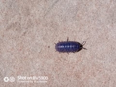 Armadillidium vulgare