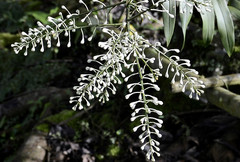 Epidendrum arnoldii