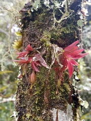 Pterostemma antioquiense