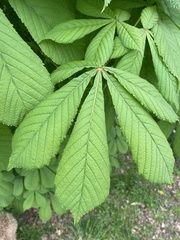 Aesculus hippocastanum
