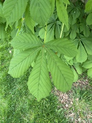 Aesculus hippocastanum