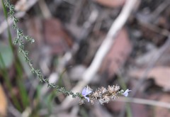Olearia lanuginosa