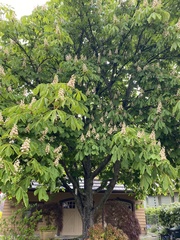 Aesculus hippocastanum