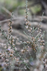 Olearia lanuginosa