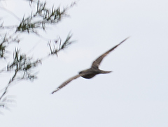 Chordeiles acutipennis