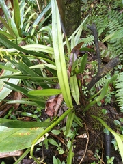 Epidendrum cylindrostachys