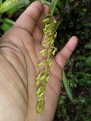 Epidendrum cylindrostachys