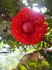 Brownea grandiceps
