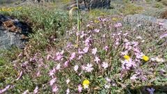 Silene sericea