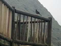 Turdus serranus