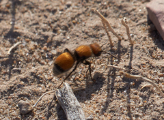 Pseudomethoca propinqua