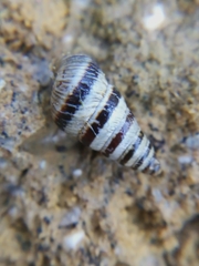 Cochlicella