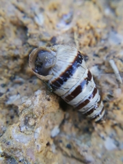 Cochlicella